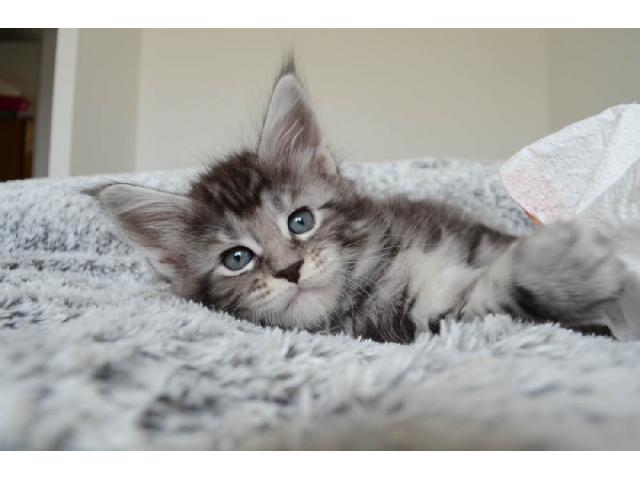 chatons Maine coon LOOF disponibles
