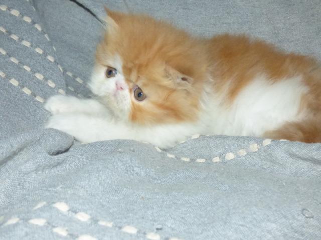 chatons persan et exotic shorthair loof