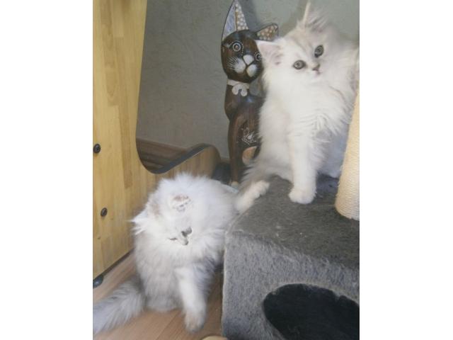 Chatons persans chinchilla