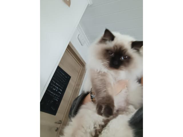 Chatons ragdoll