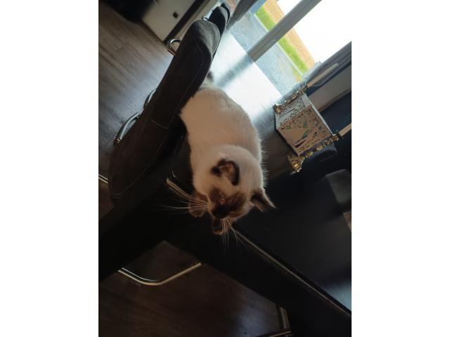 Chatons ragdoll
