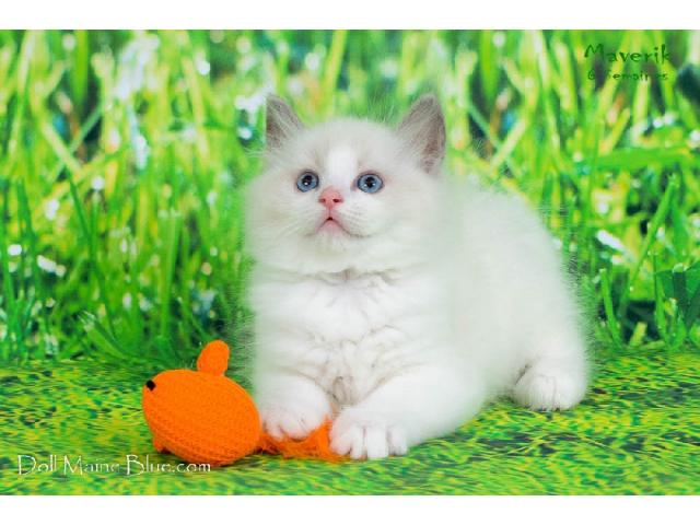 Photo CHATONS RAGDOLL DISPONIBLE A RESERVER image 1/3