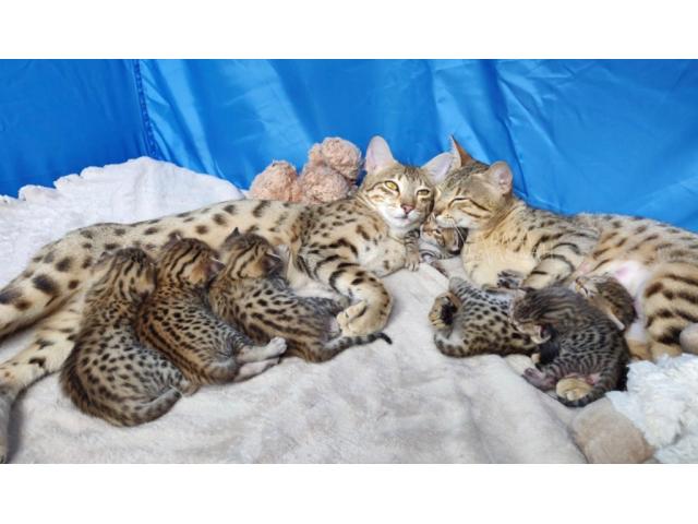 Chatons Savannah disponibles