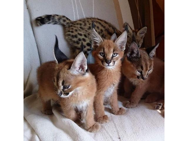 chatons savannah , serval  et caracal