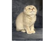 Annonce Chatons scottish fold
