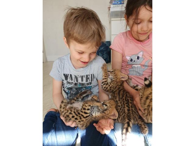 chatons serval et savannah disponible