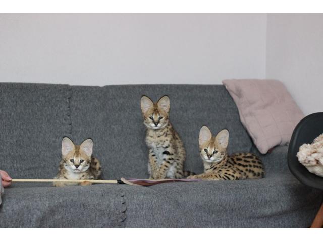 chatons serval,savannah et caracal disponible