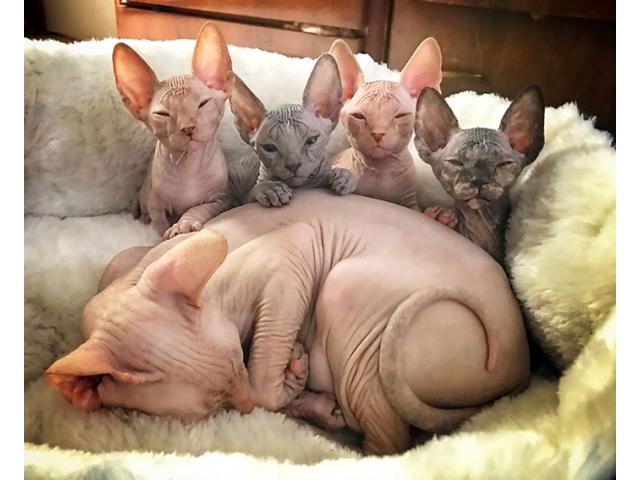 chatons Sphynx à réserver