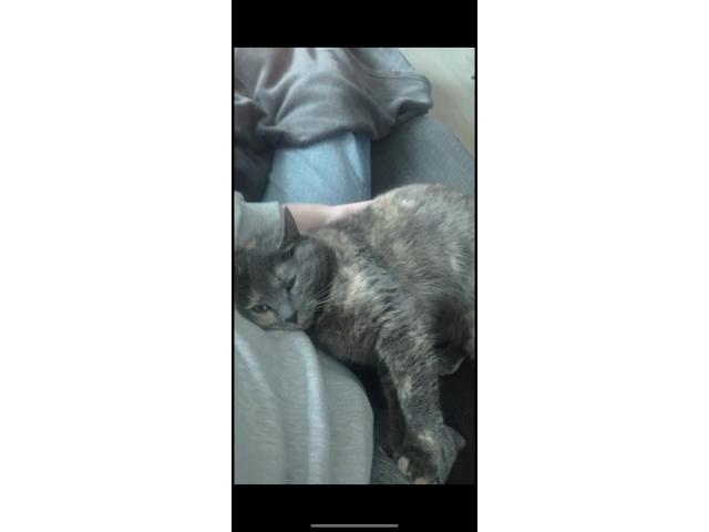 Photo Chatte a donner image 1/3