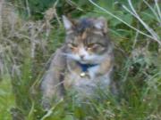 Annonce chatte européenne cherche une gentille famille