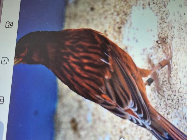 cherche canaris à  gâte rouges