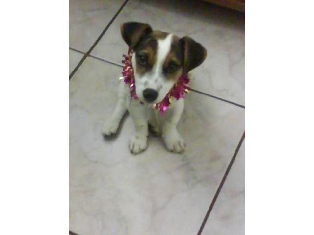 cherche chiot femelle jack  russel