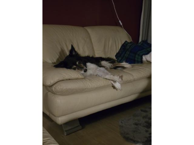 cherche famille adoptive