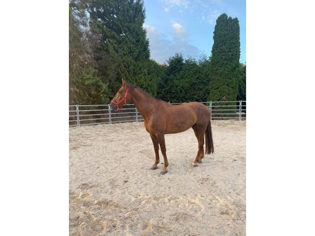 Cheval de sport
