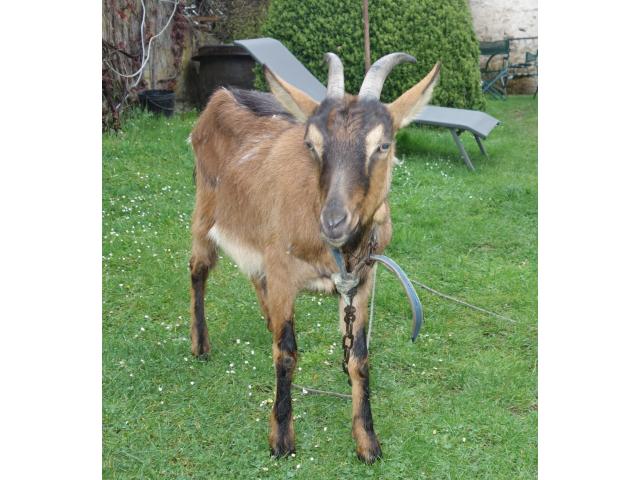 Photo Chevre de 2 ans image 1/2