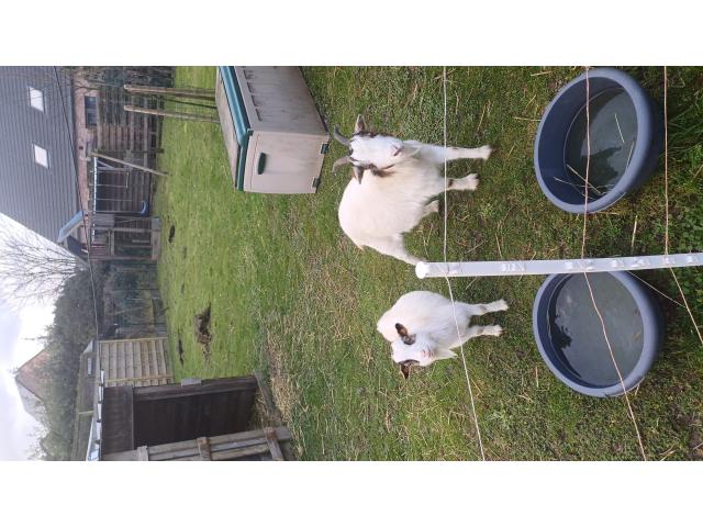 Photo Chevre gratuit image 1/2
