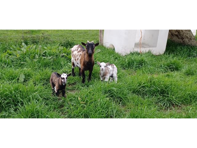 Chèvre naine et ses 2 petits