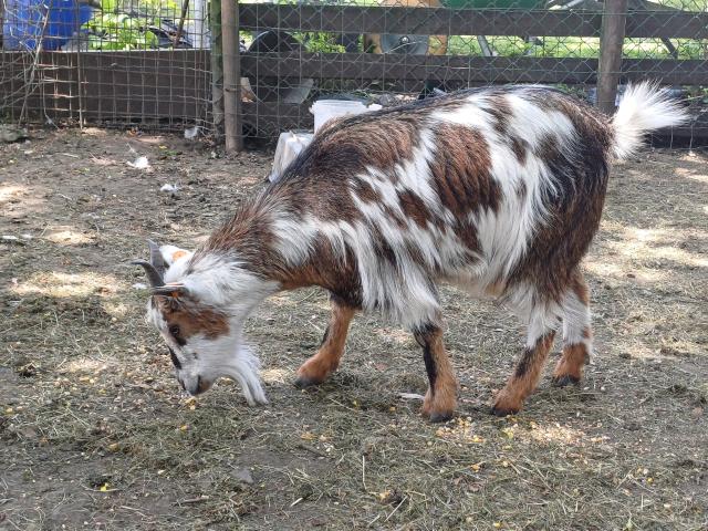 Chèvre naine tricolor 18 mois