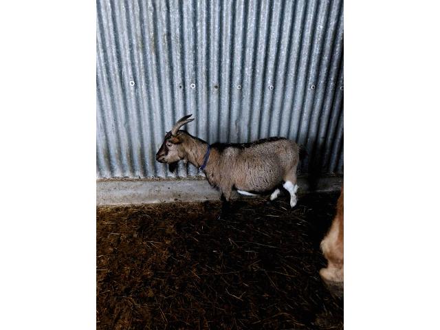 Photo chèvres naines échographiées pleines pour mi / fin février image 1/4