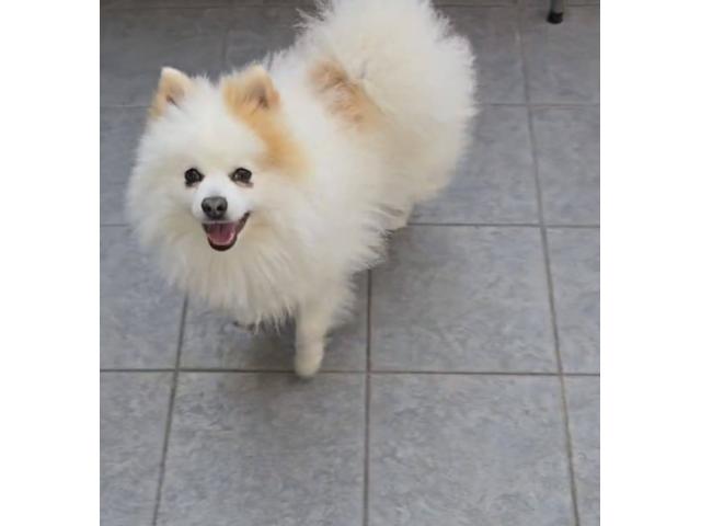 Chien a vendre