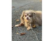 Annonce Chihuahua