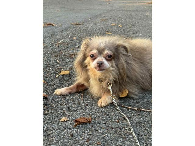 Chihuahua