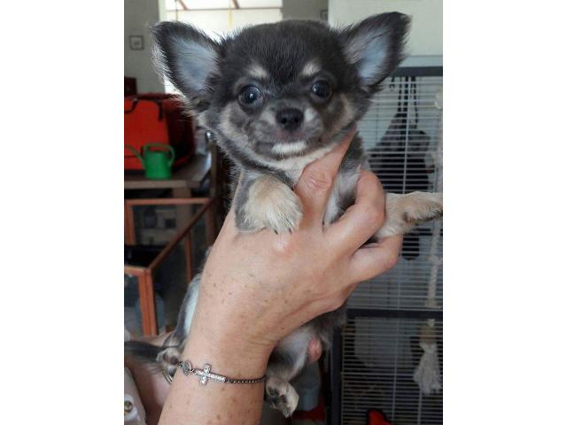 Photo Chihuahua image 1/6