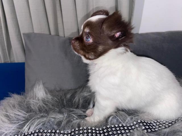 Photo Chihuahua image 1/3