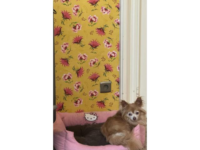 Chihuahua