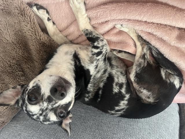 Chihuahua