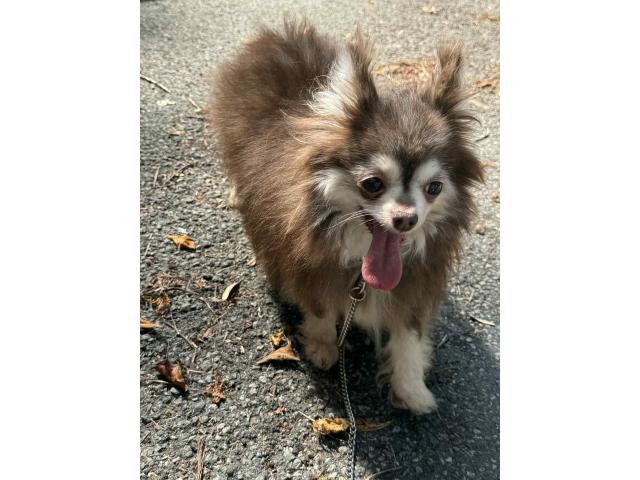 Chihuahua