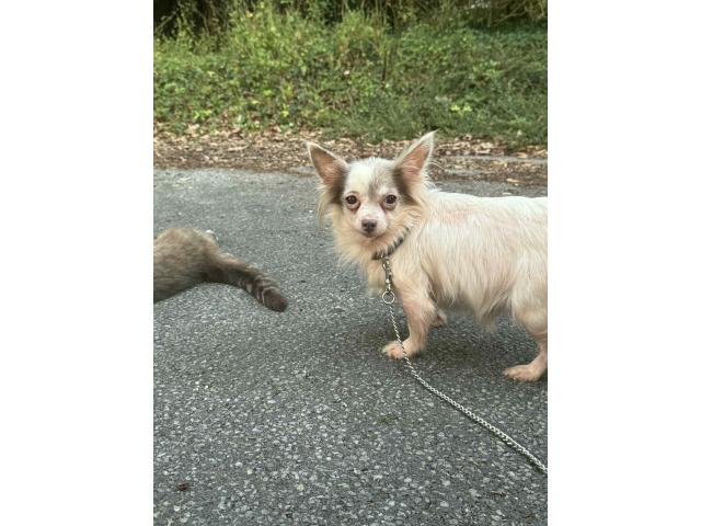 Chihuahua