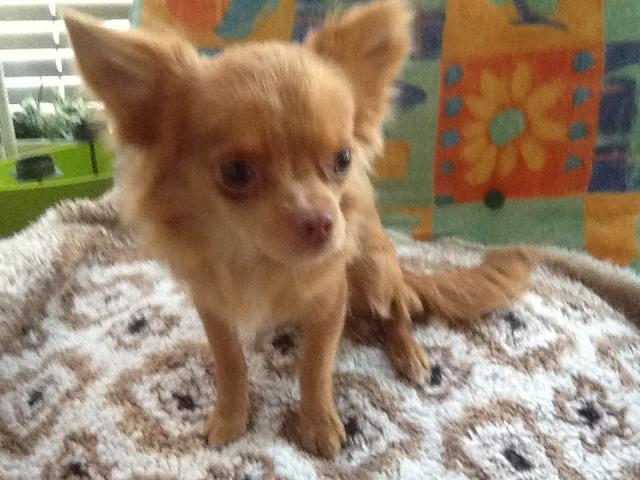 Photo Chihuahua image 1/1