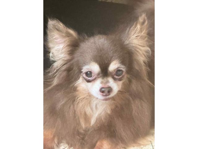Chihuahua