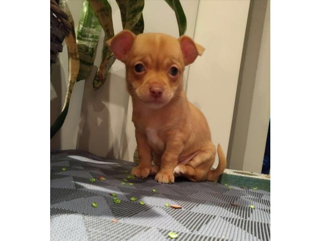 Photo Chihuahua image 1/4