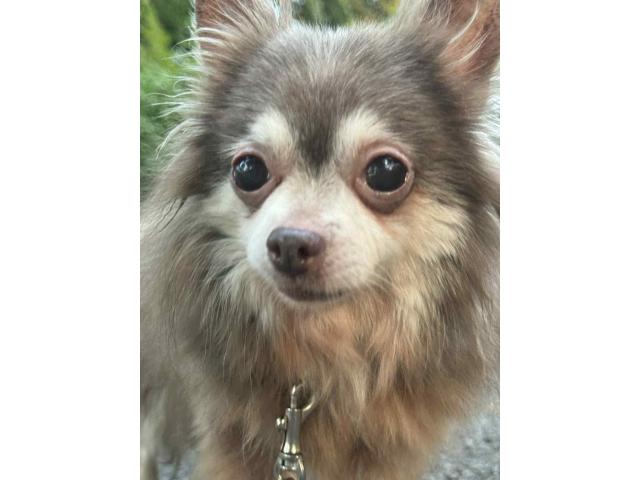 Chihuahua