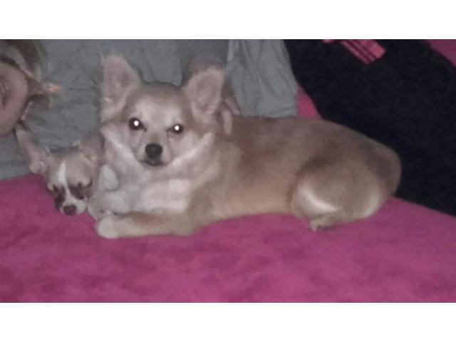 Chihuahua a vendre