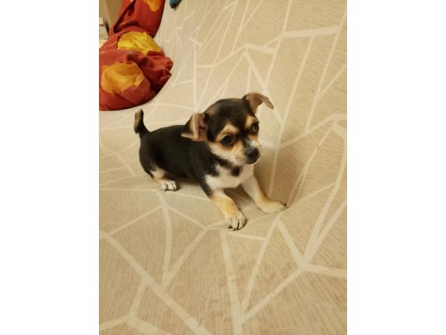 Chihuahua a vendre