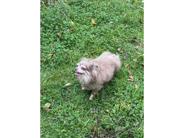 Chihuahua adulte