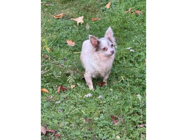 Chihuahua adulte