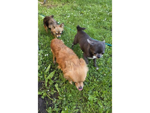 chihuahua adulte