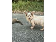 Annonce Chihuahua