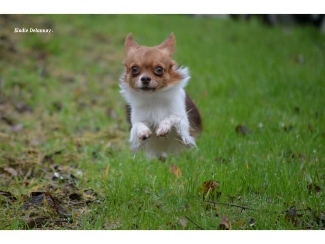 Photo Chihuahua choco porteur lavande disponible pour saillie image 1/6