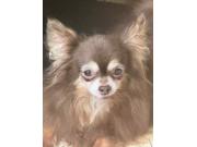 Annonce Chihuahua