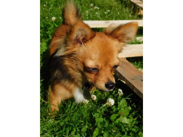 Photo Chihuahua disponible pour saillit image 1/2