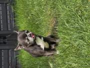 Annonce Chihuahua