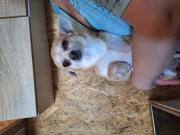 Annonce Chihuahua