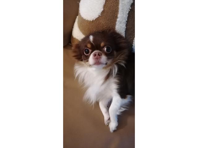 Photo Chihuahua femelle 3 ans image 1/3