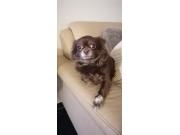 Annonce Chihuahua femelle 3 ans