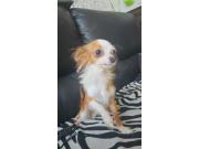 Annonce Chihuahua femelle